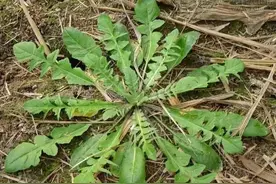 一种不起眼的野菜，现在很多人去挖，味道非常好，在家能种吗？图片