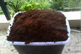 一块砖头也能养花？很多人都错了，椰砖的正确使用方法是这样的图片