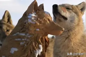 一匹由人类养大又重返狼群的野狼，用3年的遭遇告诉人类狼妈：痛图片