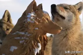 一匹由人类养大又重返狼群的野狼，用3年的遭遇告诉人类狼妈：痛图片