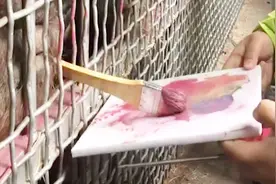 19岁红毛猩猩智商相当于5岁小孩 变身猩猩画家！视频封面