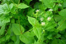 农村常见的鹅肠草，用来煮水价值高，解决了很多女性的难言之隐图片