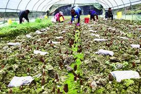 重庆彭水：羊肚菌上市  村民采摘忙图片