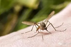 夏季防蚊虫　兵哥有妙招图片