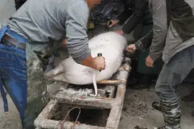 晋南记忆：杀猪图片