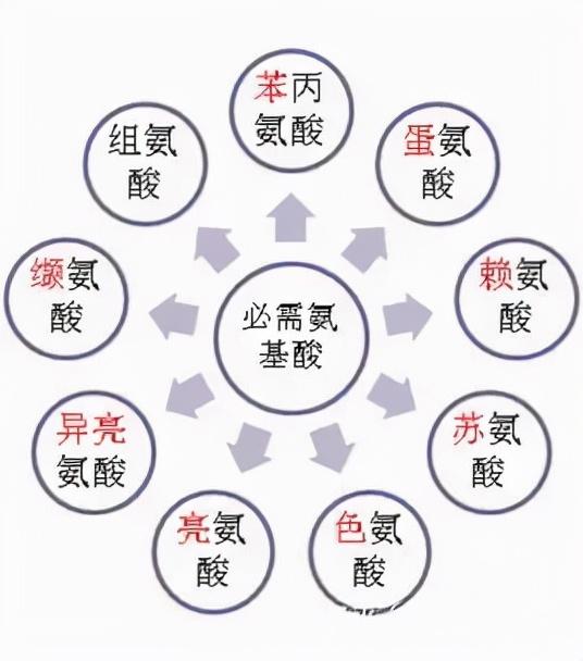 人体最重要的必需氨基酸-赖氨酸