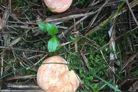 在湖北黄冈山上生长着一种山珍，味道鲜美名字叫“丛菇”图片