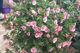“小木槿”怎么养，才能开花茂盛呢？其实用这些方法就能行图片