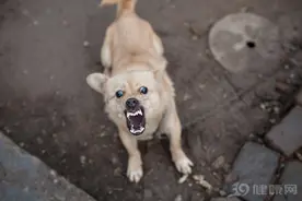得了狂犬病，发病是什么样的？从感染到死亡，往往就相隔3步图片