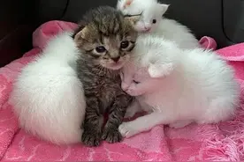 救下了一只怀孕流浪猫，几周后…救命！这娃到底是谁的？图片