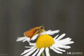 白虎女克夫，这似乎已经是共识，青龙遇到白虎的概率低到只能巧合图片