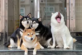 狗狗总是大喘气？可不是因为热那么简单！图片