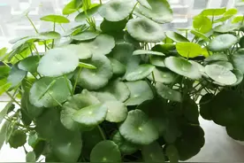 爆碗铜钱草图片