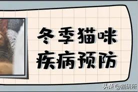 感冒？呕吐？尿闭？猫咪冬季三大类疾病如何预防？图片
