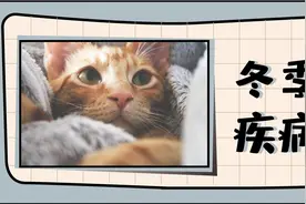 感冒？呕吐？尿闭？猫咪冬季三大类疾病如何预防？图片