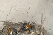 爆笑GIF动图：一辆摩托车上坐九个人，也不怕被交警扣图片