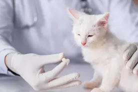 猫咪又吐了？别急，看看是什么情况（1）图片