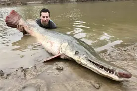 疑似水中杀手北美鳄雀鳝入侵广州被抓，84斤重！当地人敢吃吗？图片