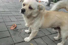 狗狗被抛弃后，会不会记恨自己的主人？流浪狗的现状给出了答案图片