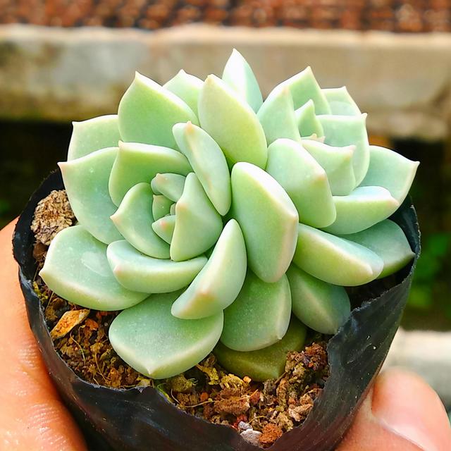 多肉植物名称常见(绿色多肉植物图片和名称)-措必培