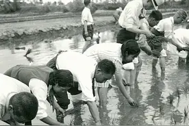 民国老照片：1941年日本鬼子在北京种植水稻图片