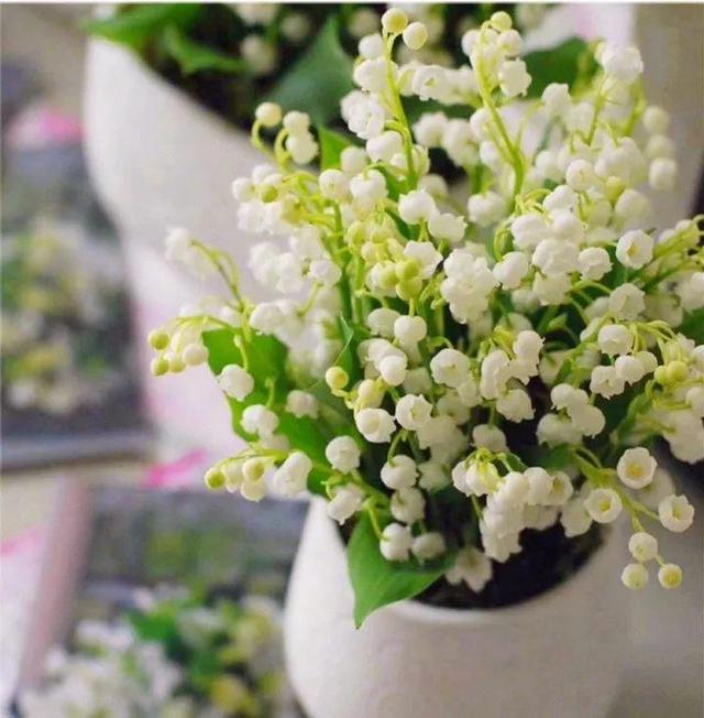 贝拉小蜜蜂草本身体乳