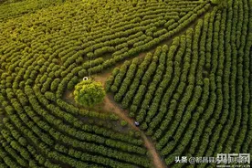 江西都昌：黄金芽开采图片