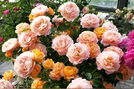 我的月季花小苗为什么一直不长也不死，施肥浇水也不见长大图片