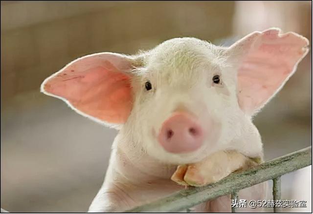 农科院一氧化碳合成蛋白质是怎么做到的？对中国有多大的意义？