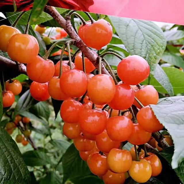 1#氨基酸颗粒有机质就那么神奇