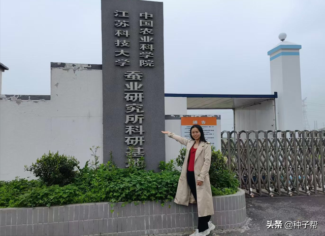 饲料桑，高蛋白牧草，耐刈割，能养出优质生态猪，增重快