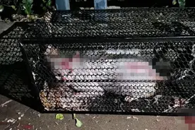 男子用开水浇怀孕小猫，医生通宵救治：4胎儿全部死亡，猫咪痛到流泪图片