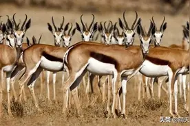 非洲“时尚”的部落，吃不饱也要打扮，完美“把钱花在刀背上”图片