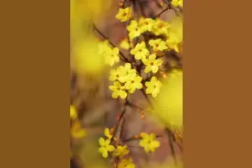 看 ！故事里的“小黄花”，在李沧这里就能看到！图片