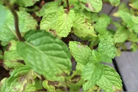 盆栽薄荷叶子莫名其妙就烂掉了，茎黑腐，茎叶枯萎，是什么情况？图片