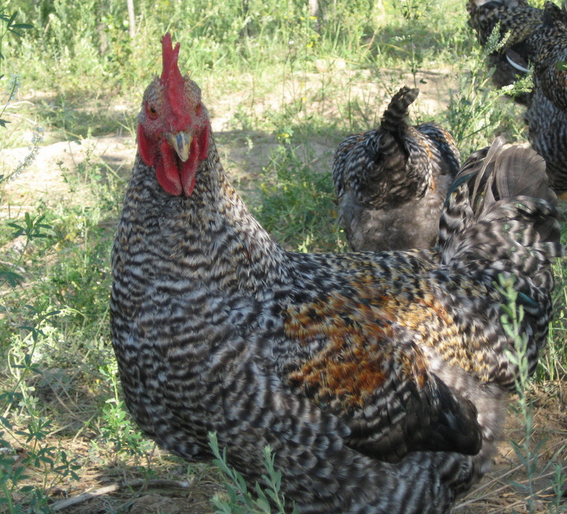 高中生物学习经验分享