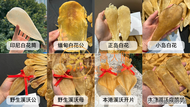 白花胶与黄花胶的区别 2026年白花胶与黄花胶的区别图片