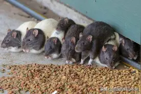 农村老鼠太多，教你灭鼠绝招，来一只死一只图片