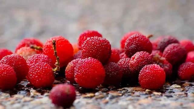 每颗杨梅都有虫子？万万没想到的杨梅小知识