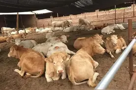 如何在农村养好十头牛？想要养牛的朋友可以收藏下图片