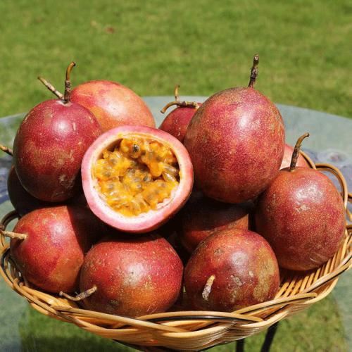 百香果是怎样的一种植物