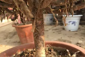 多肉法师夏季出问题？避开这三件事，法师度夏轻松状态好！图片