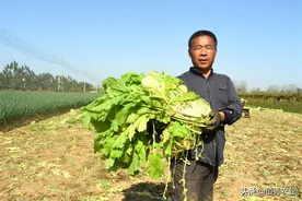 农民种植雪菜，是蔬菜却不能直接吃，亩产5吨，效益稳定不愁卖图片