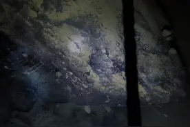 南极914米冰层下发现生命，寿命达1500年，刷新人类世界观图片