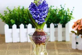 水培风信子根系腐烂如何处理？两招即可解决，做好四点轻松避免图片