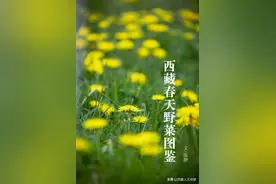 西藏春天野菜图鉴 ｜ 让春天在舌尖上舞蹈图片