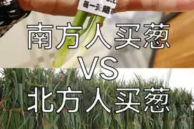 南方人买白菜：来一颗。北方人买白菜：来一车。南北差异太好笑图片