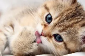 养猫的十条绝对禁忌，快来看你有没有犯！（上）图片
