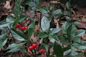 王药师说本草-曾经的抗疫卫士矮地茶图片