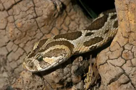 兔场建在“蛇窝”里，他养的兔子成了蛇的“美餐”，看养成啥样了图片